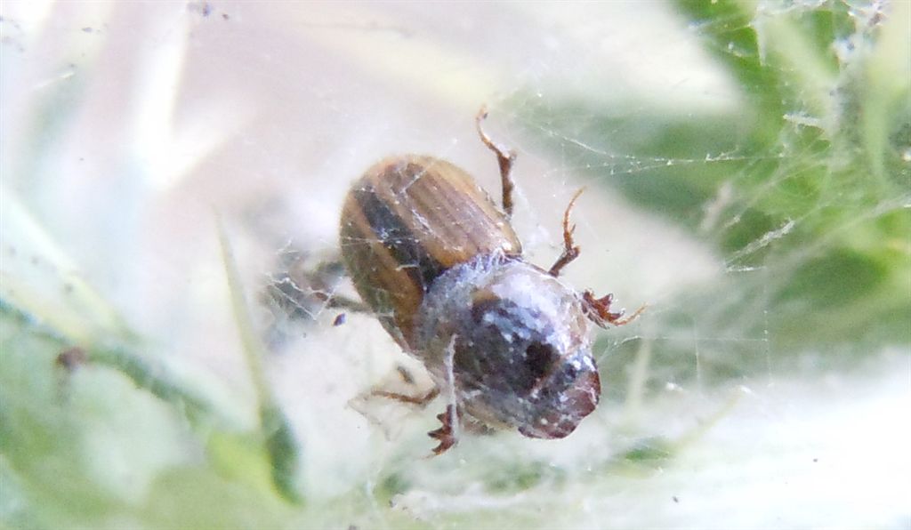 Aphodius? Labarrus lividus